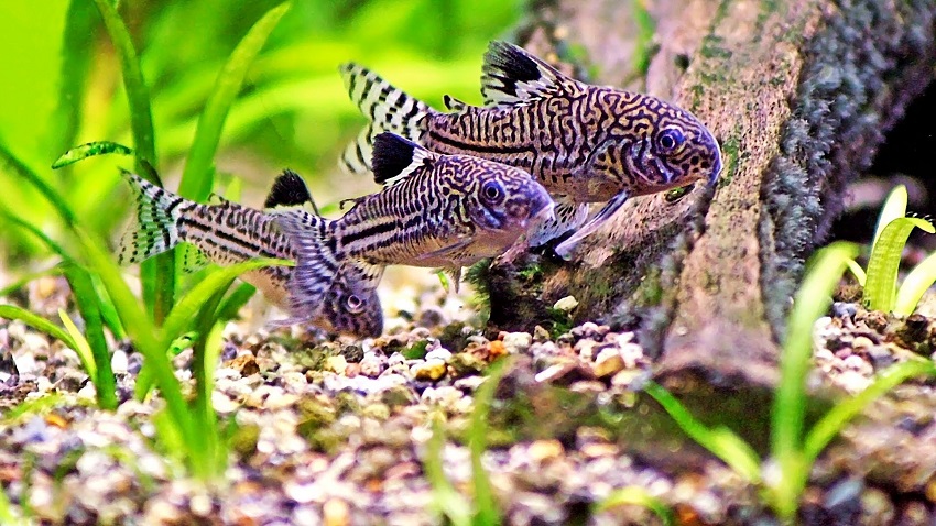 ornamental fish