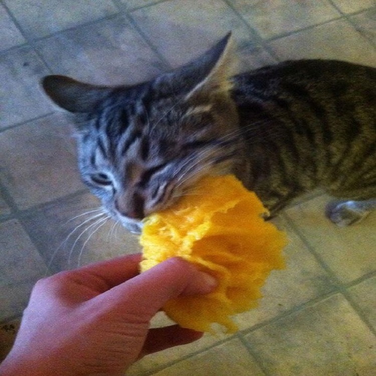 cats eat mango