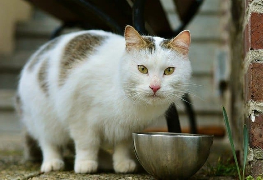 Can cats eat olives, nuts or almonds? Speaky Magazine