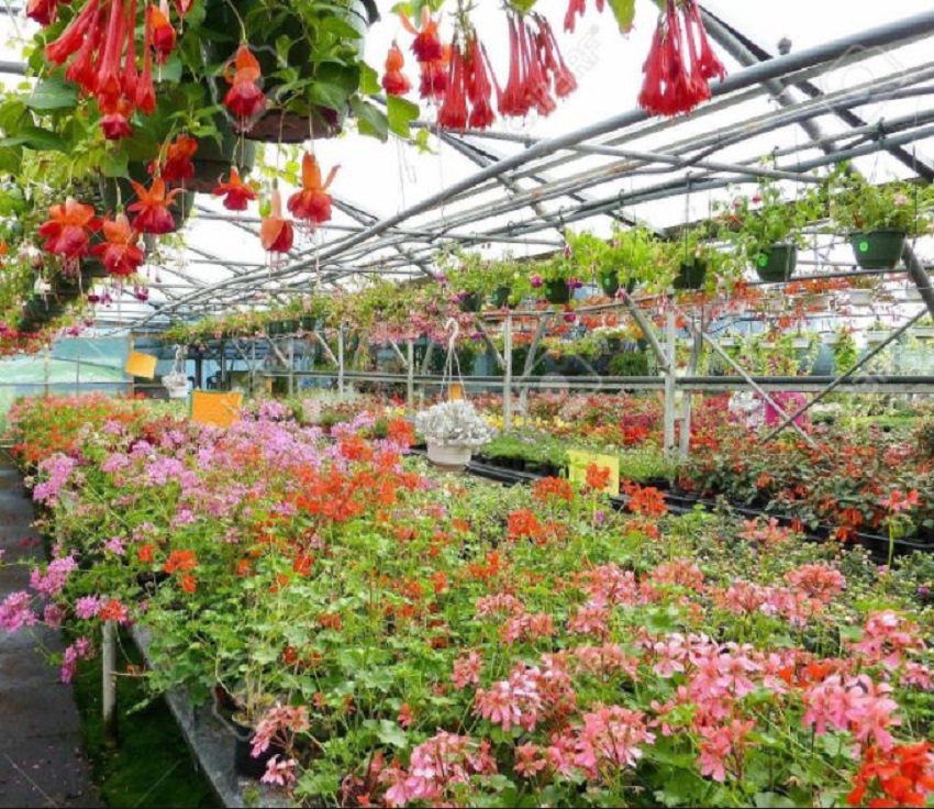 Fuchsias in a Greenhouse