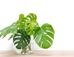 Does Monstera Grow Faster in Water
