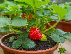 Strawberries in a Pots