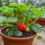 Strawberries in a Pots