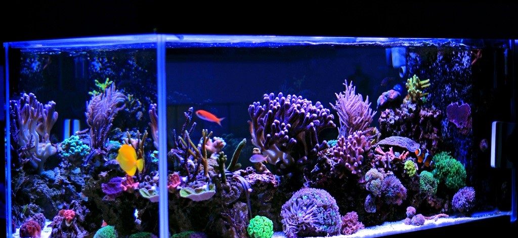 How do you design an aquarium?