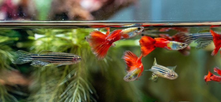 What is the most intelligent fish in the aquarium