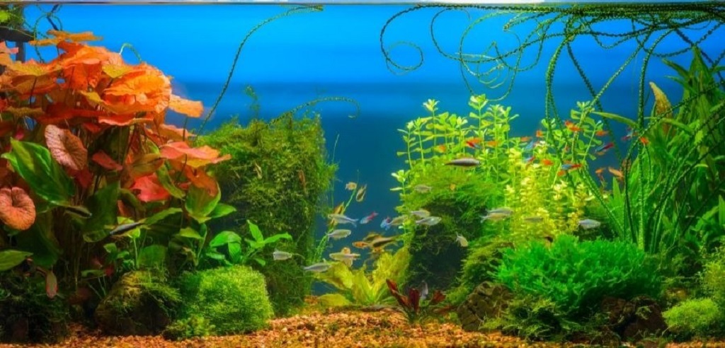 Which fish bond with their owners