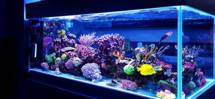 Measuring Salinity / Specific Gravity in Aquariums