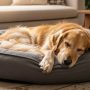Fluffy golden retriever curled in gray machine-washable donut dog bed on living room floor