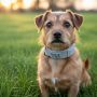 Small dog wearing a flea and tick collar outdoors in grass