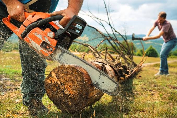 Man using an orange gas chainsaw to saw through a thick tree trunk outdoors as wood chips fly.