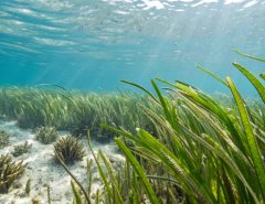 Discover how coastal seagrass meadows fight local ocean acidification, boost marine biodiversity, and protect vital underwater ecosystems. Learn more today.