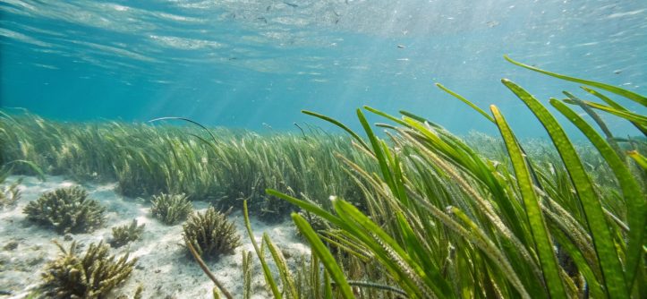 Discover how coastal seagrass meadows fight local ocean acidification, boost marine biodiversity, and protect vital underwater ecosystems. Learn more today.
