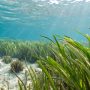 Discover how coastal seagrass meadows fight local ocean acidification, boost marine biodiversity, and protect vital underwater ecosystems. Learn more today.