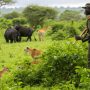 Follow dedicated wildlife rangers protecting endangered species and restoring natural ecosystems through vital, hands-on conservation work.